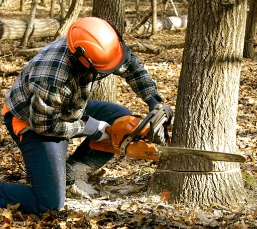 Tree Removal in Toluca, IL